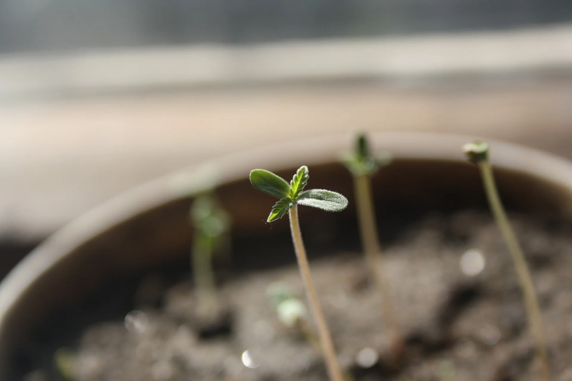 seedling-1062906_1920.jpg