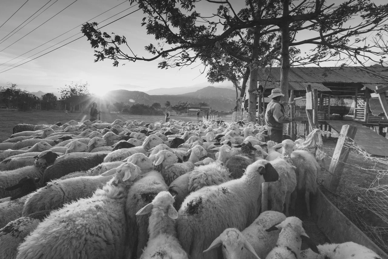 sheep-3023520_1920.jpg
