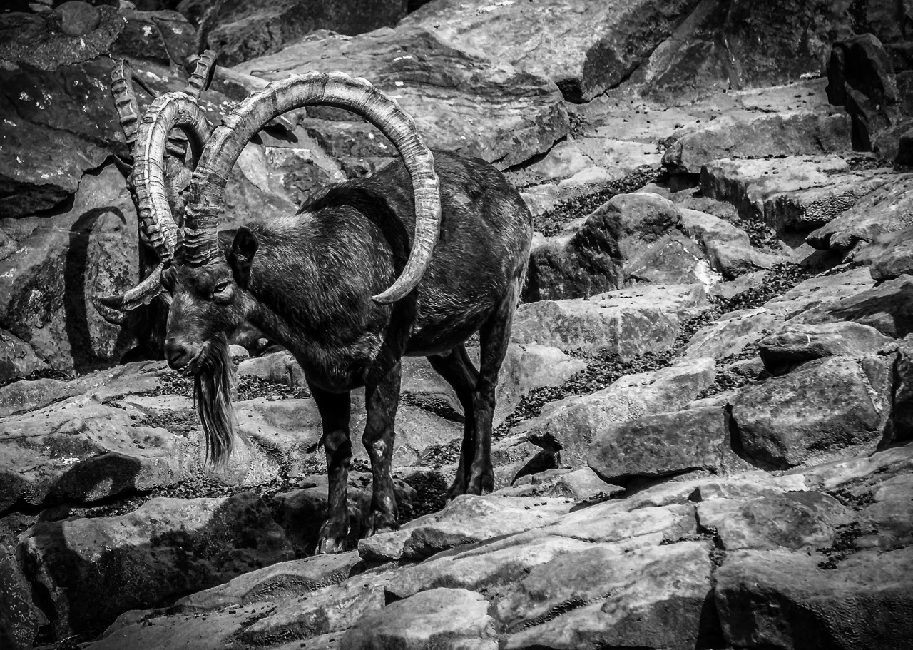 capricorn-4194367_1920.jpg