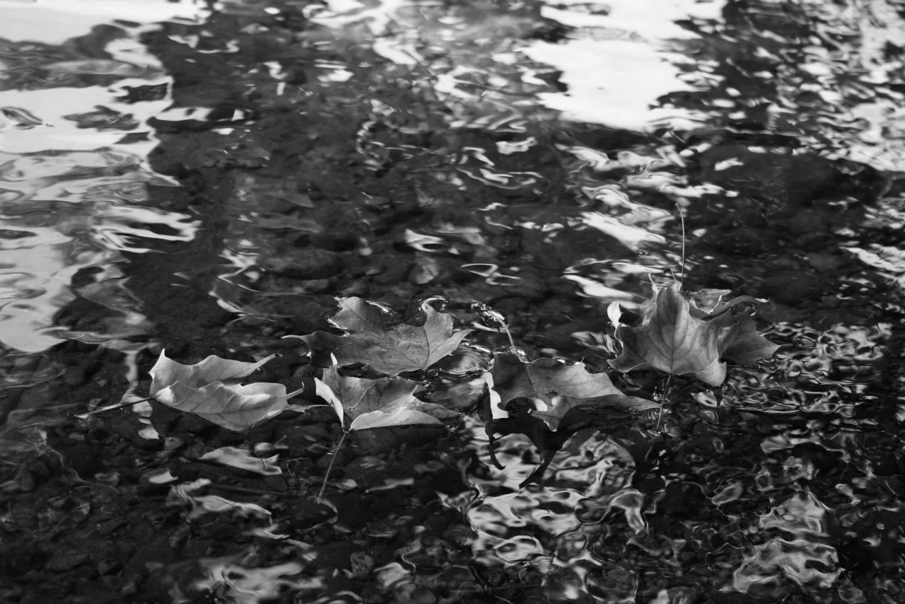 leaves-1121799_1920.jpg