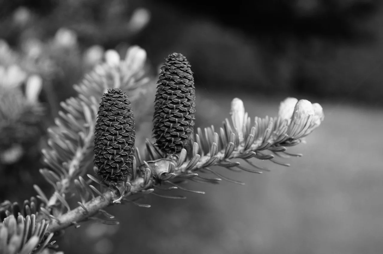 fir-tree-334011_1920.jpg