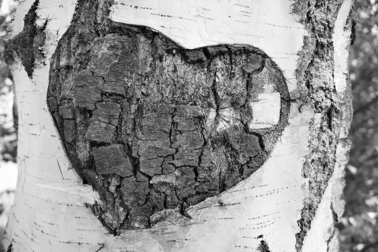 birch-1593725_1920.jpg