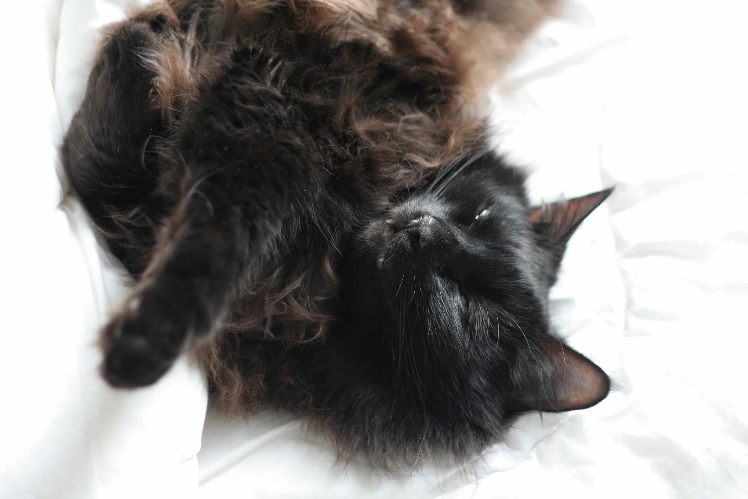 LE CHAT ZERO DECHET