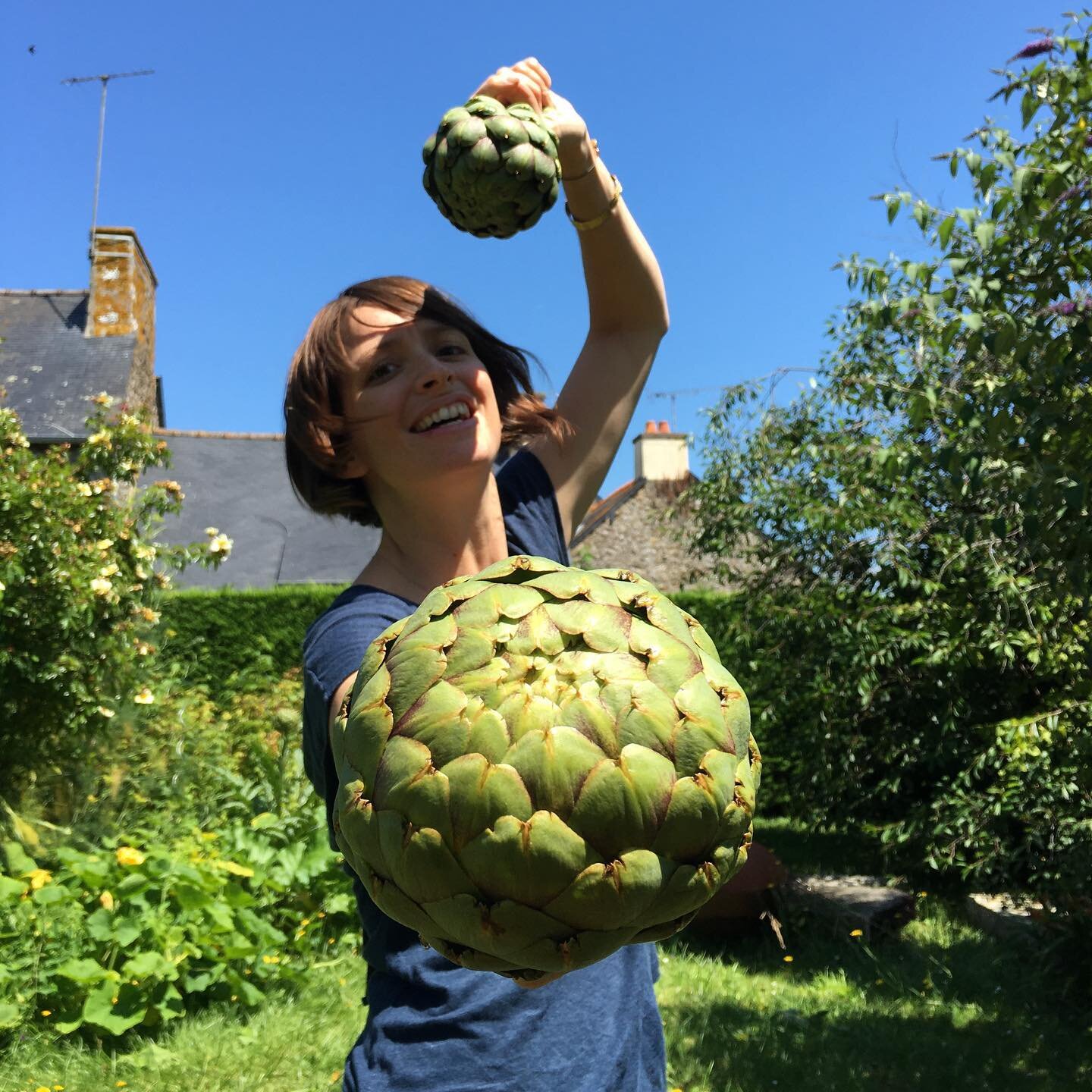 La danse des artichauts (du potager) en trois pas : Cha-cha cha. La photo ne dit pas s&rsquo;ils &eacute;taient bons &agrave; manger. L&rsquo;avenir en d&eacute;cidera. S&ucirc;r-ce, je retourne danser au jardin, salut. #recoltesupotager #permacul