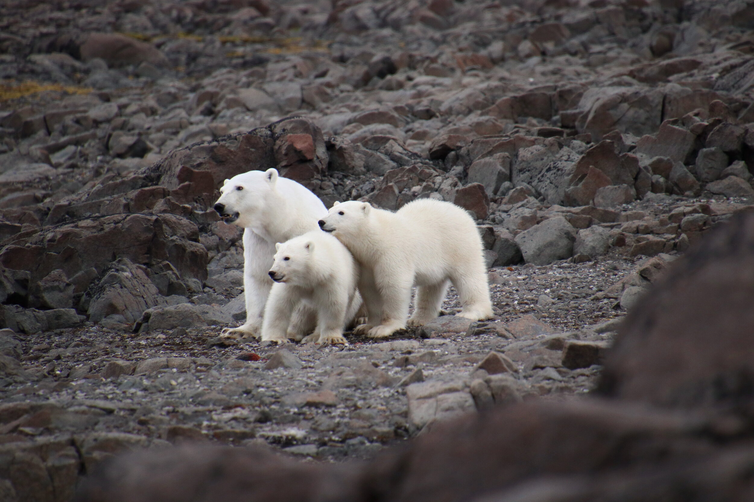 Vi har vært med på Isbjørn-forskning på Svalbard