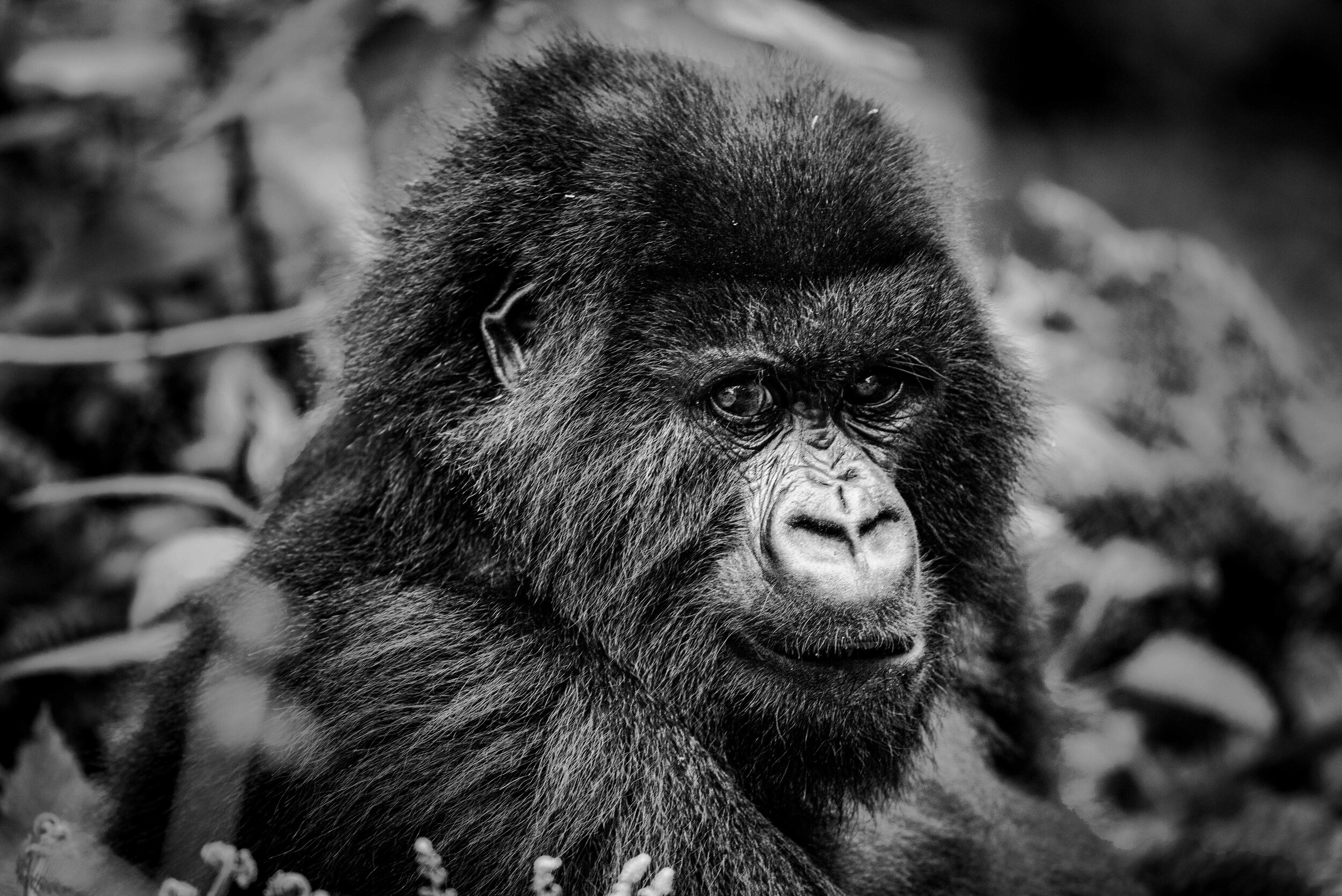 Young Female Gorilla B&amp;W