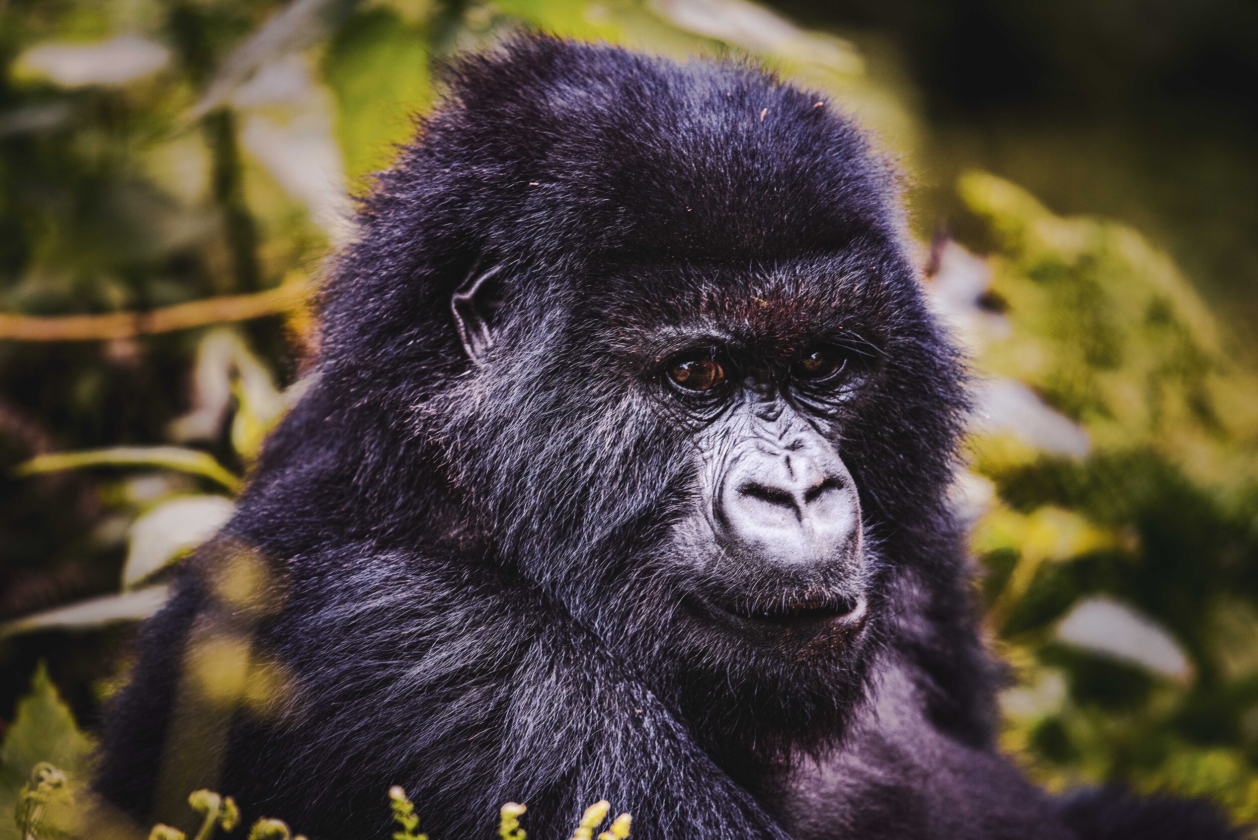 Young Female Gorilla