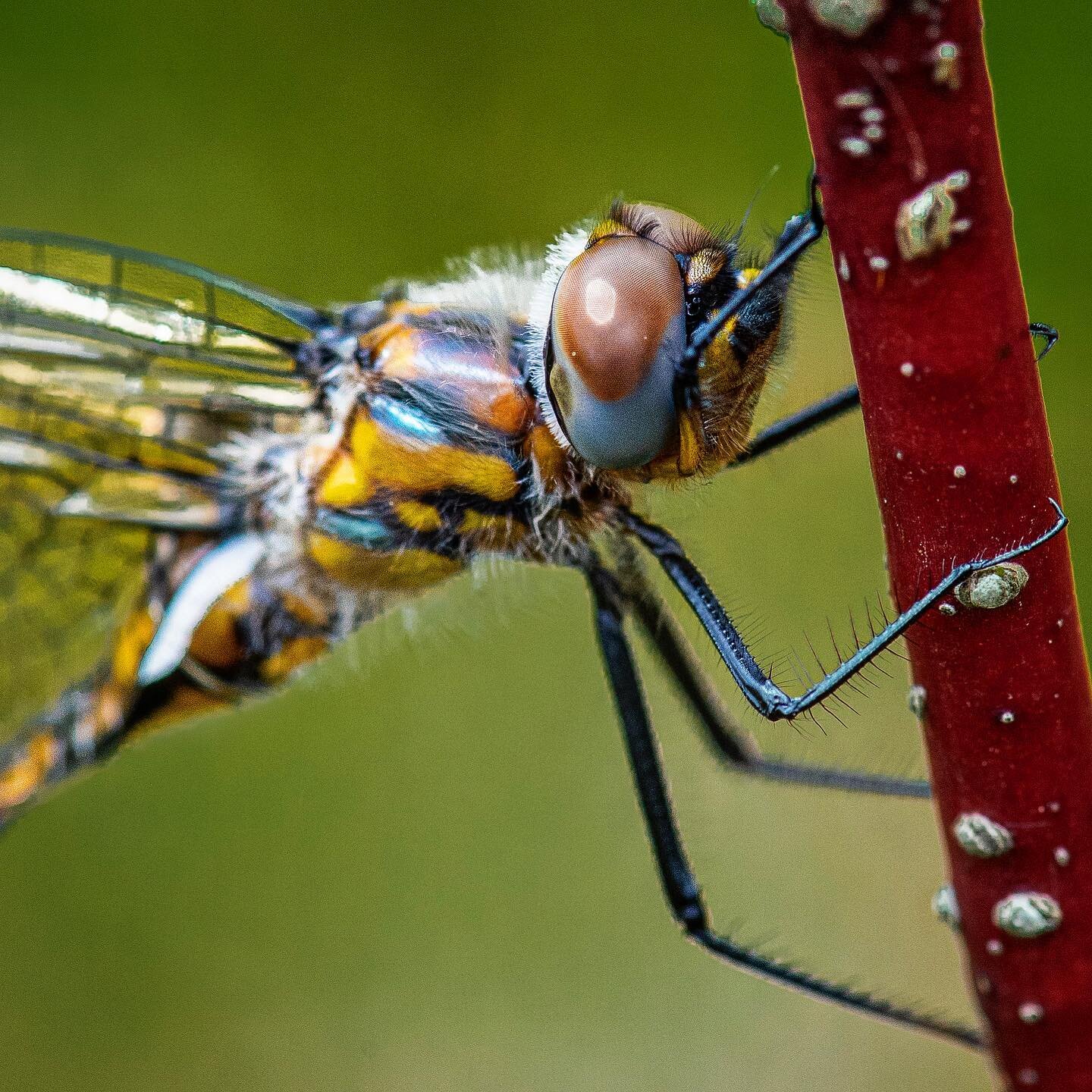 Dragon fly macro&hellip; did you know dragon flies start out as larvae in the water, and transform in to some of the most maneuverable insects in the air!?! There are over 6,000 species of dragonfly in the world, of which 16% are at risk of extinctio