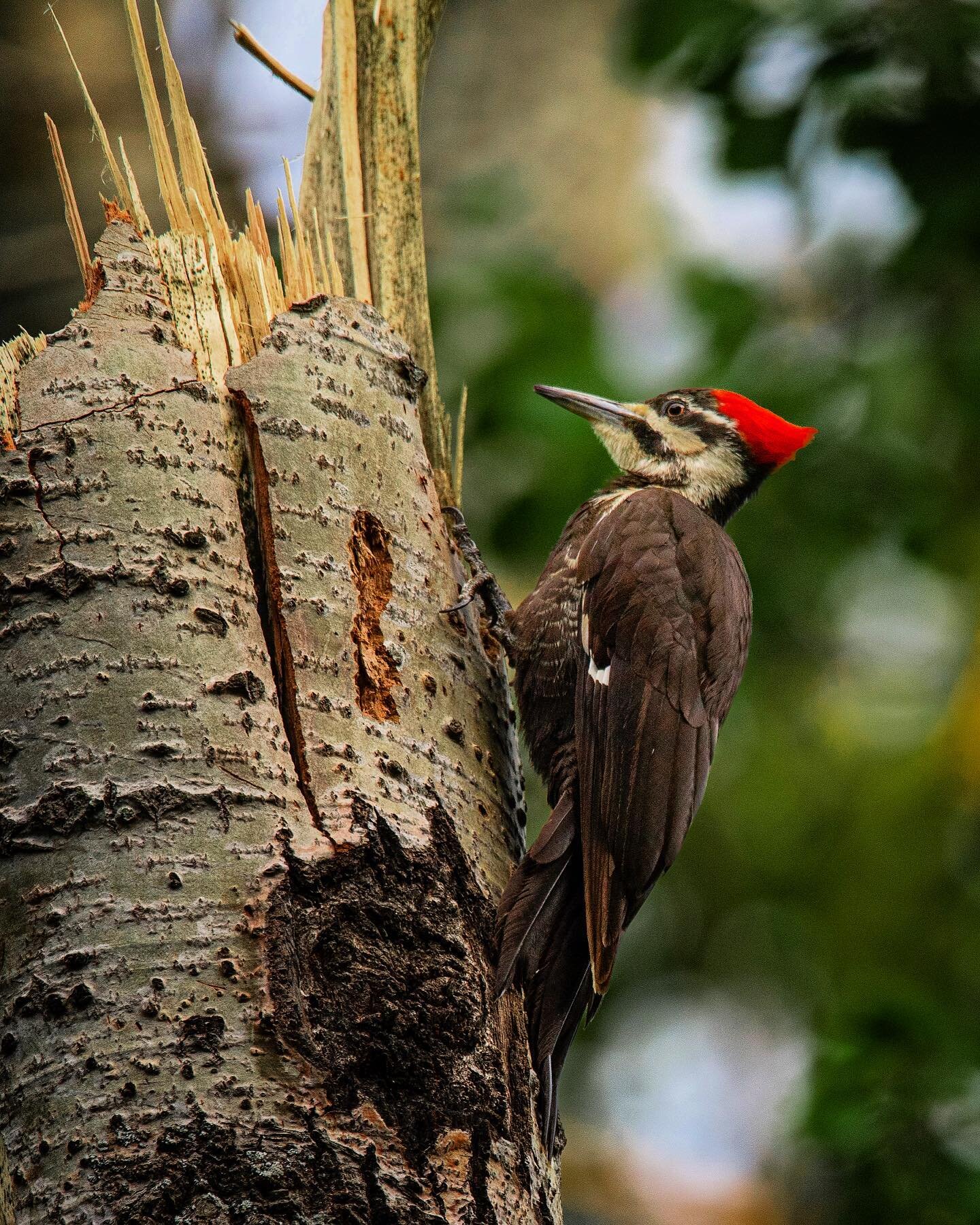 The Pileated woodpecker is the largest woodpecker in Canada. These pterodactyl looking birds, are approx 18&rdquo; in length and wingspan of 30&rdquo;! 
.
.
.
.
#pileatedwoodpecker #woodpecker #ontariowildlife 
#wildlifeonearth #nature_good #wildlife