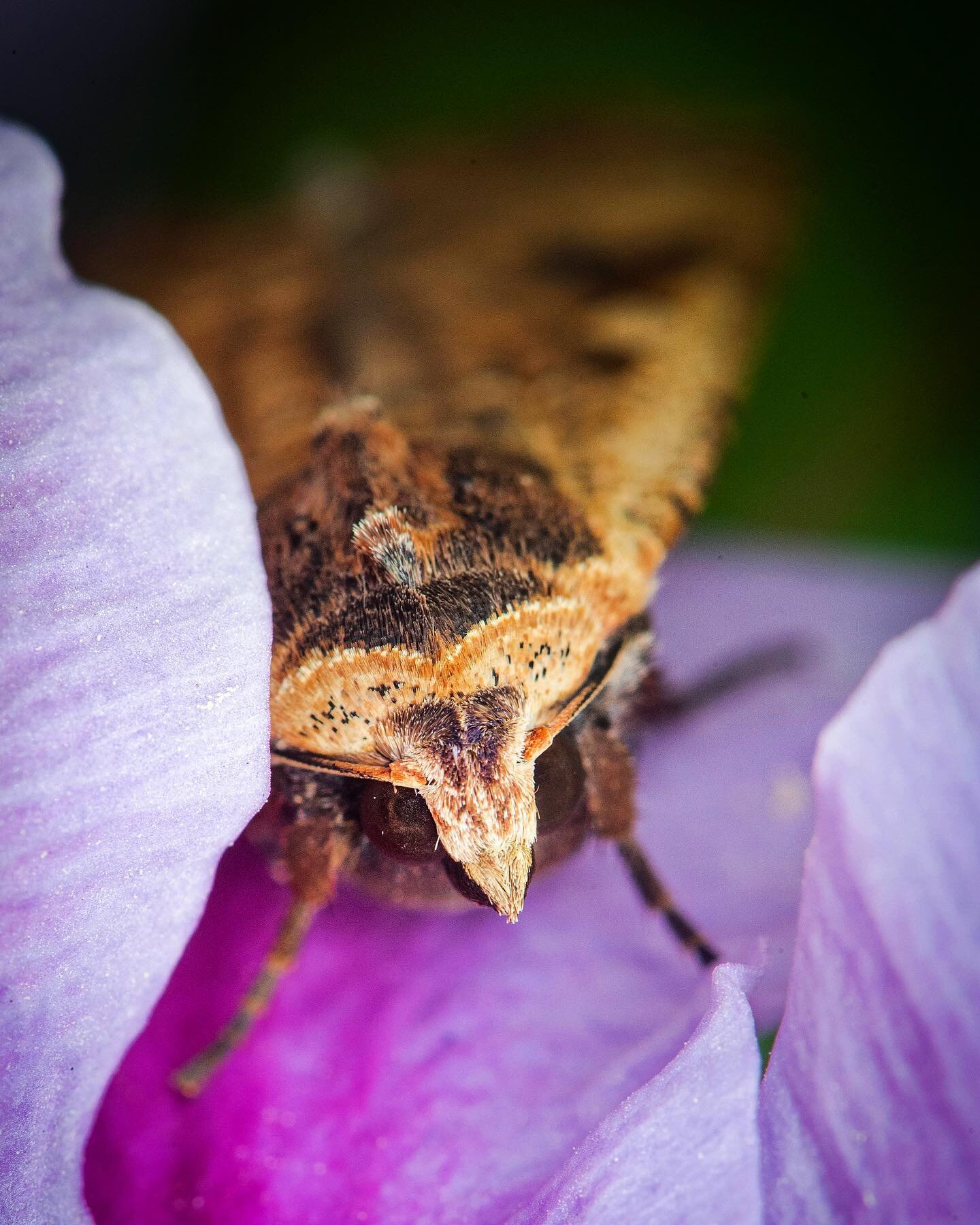A copper underwing moth resting in a clematis in my backyard. 
.
.
.
#macrophotography #moth #macroclique #natureupclose #naturesbeauty #wildlifeplanet #wildlifeconservation #wildlifefeature #lookcloser #kings_macro #insectworld #naturalworld #microp