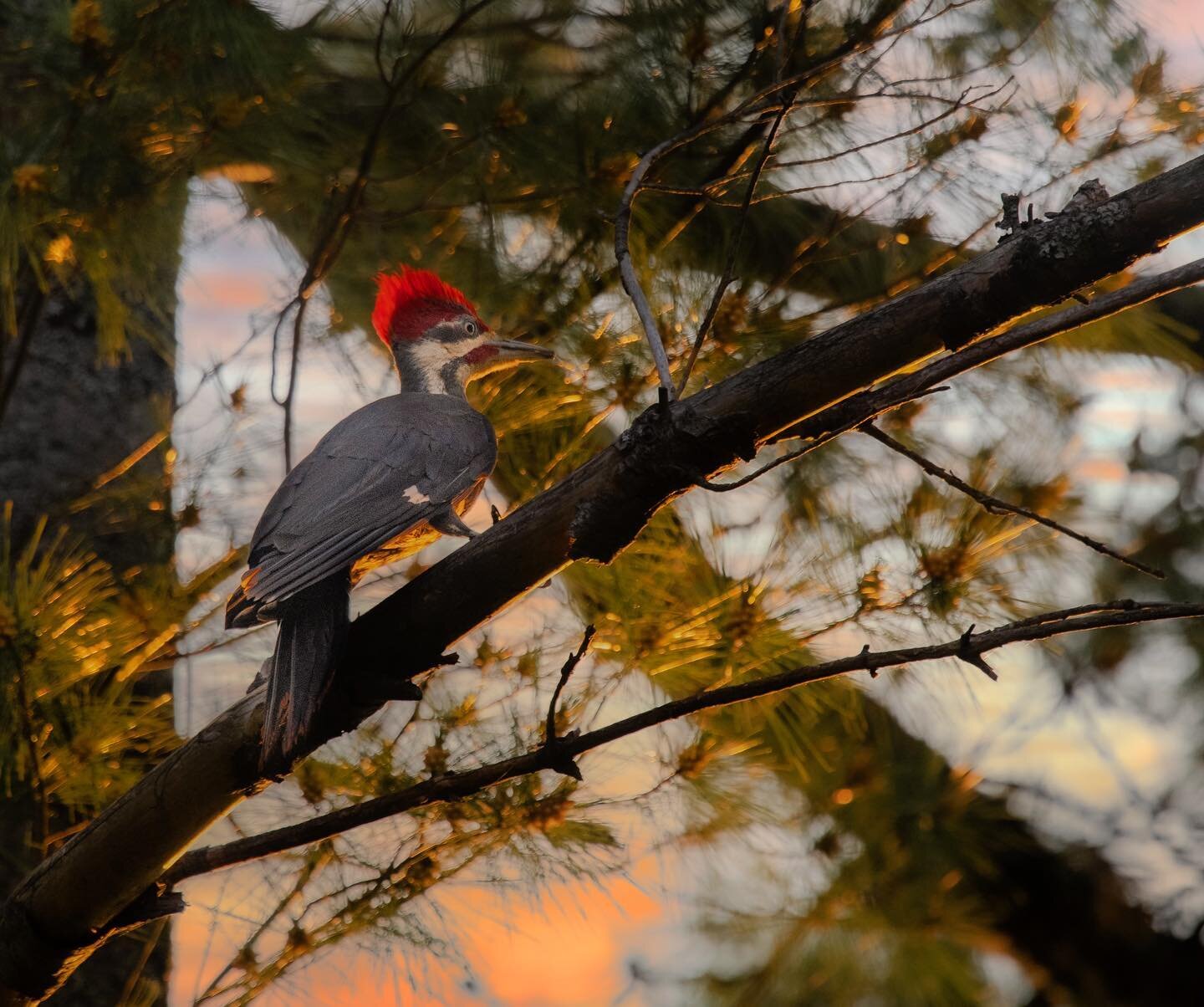 Sometimes timing just works out beautifully!!! 
.
.
.

#pileatedwoodpecker #birds_elite #sunsetshots #sunset_pics #woodpecker #ontariowildlife
#wildlifeonearth #nature_good #wildlifeconservation #wowplanet #birds_captures #earthcapture #nature_perfec