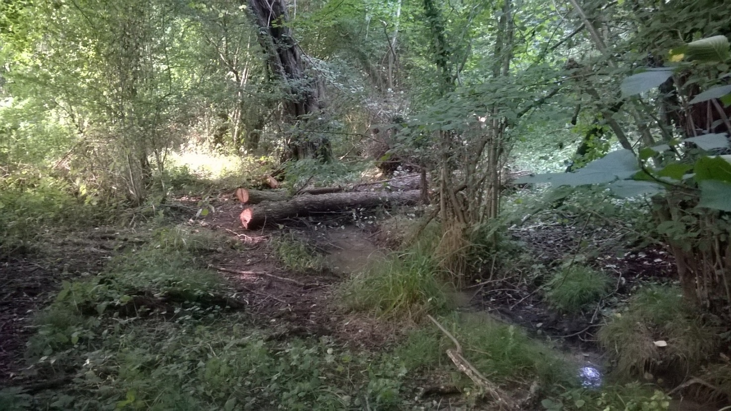  Leaky dams made of Alder