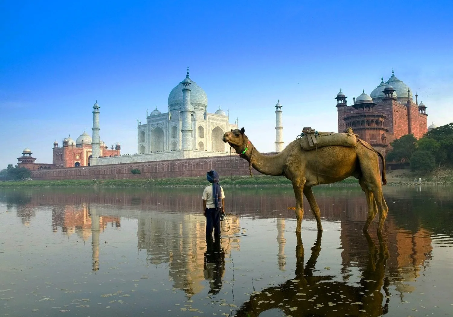 1600x1200-camel-and-taj-mahal.jpg
