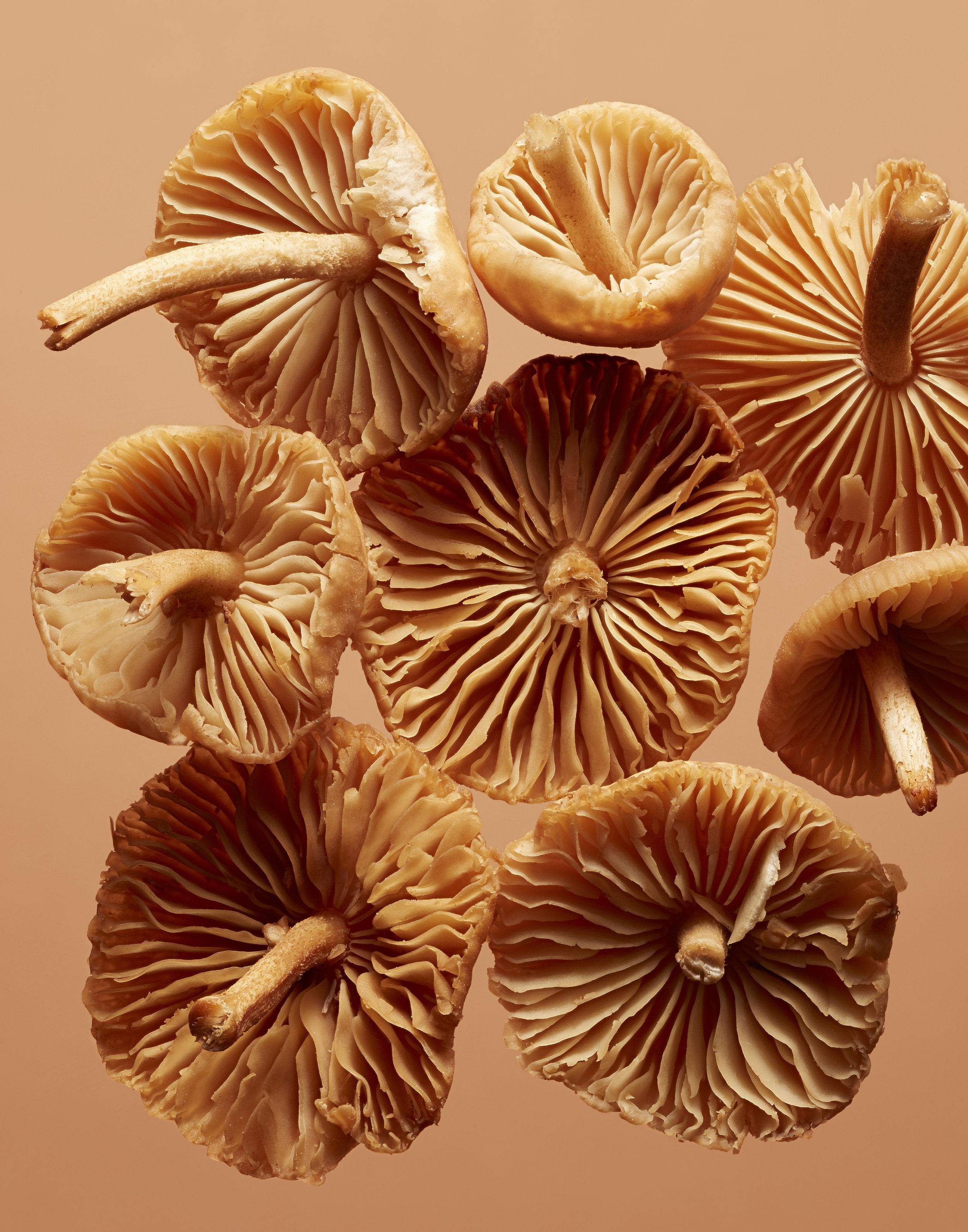 Mushroomssml.jpg