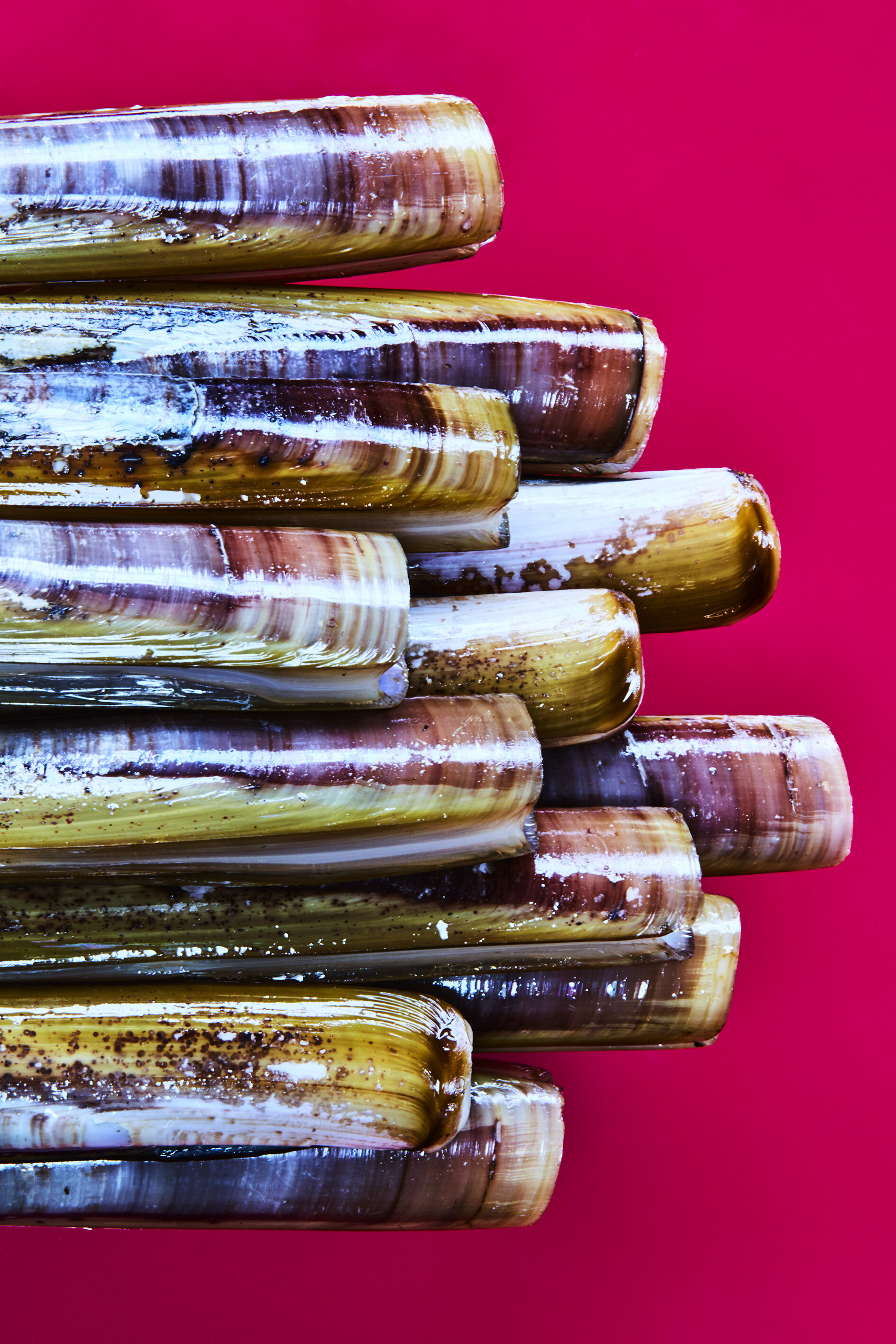 razor_clams_015.jpg