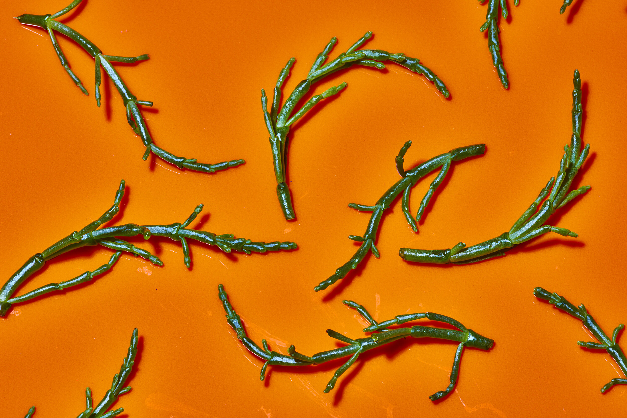 samphire_032.jpg