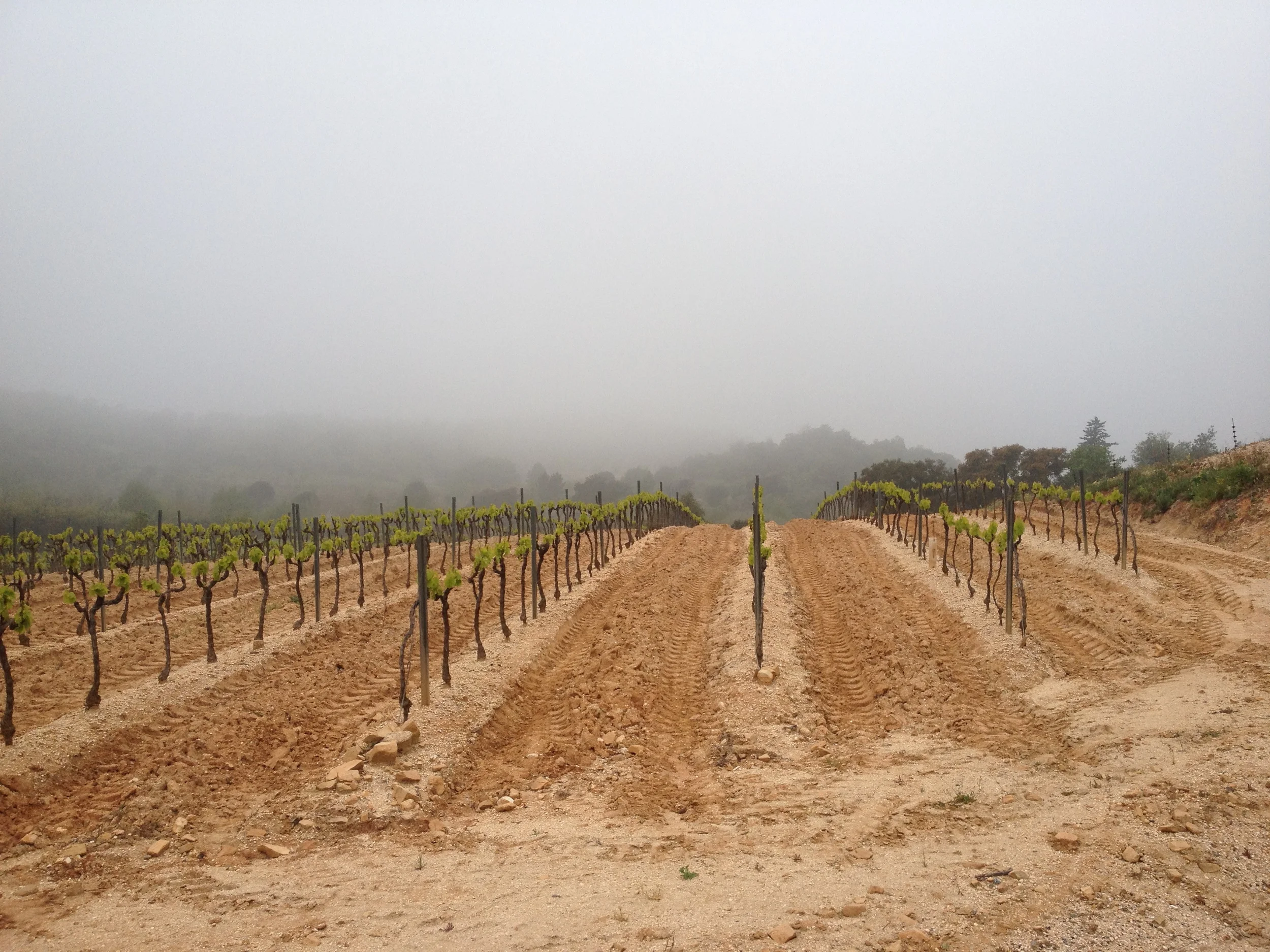 these are what the vines look like in spring.....in a few months they will be full of fruit..