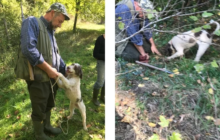 Truffle hunting.jpg