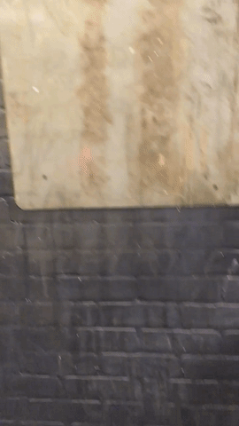 giphy (1).gif