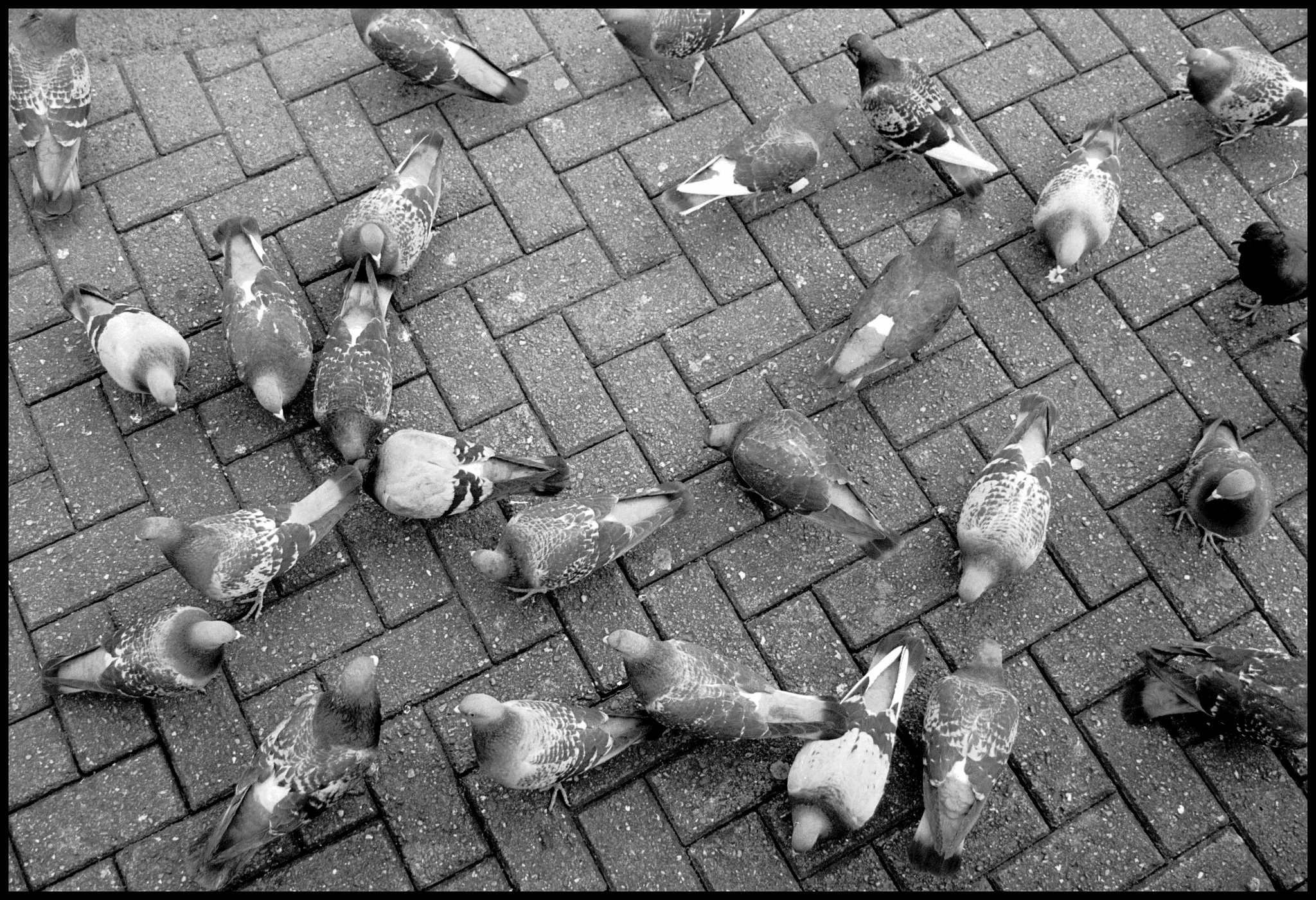 The 21 Stages of Kirkman's Paranoiac Thanatophoria