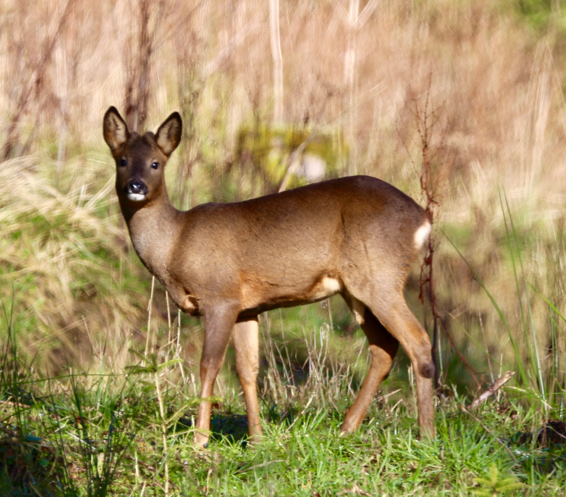 Hoscote Roe Deer 005.jpg