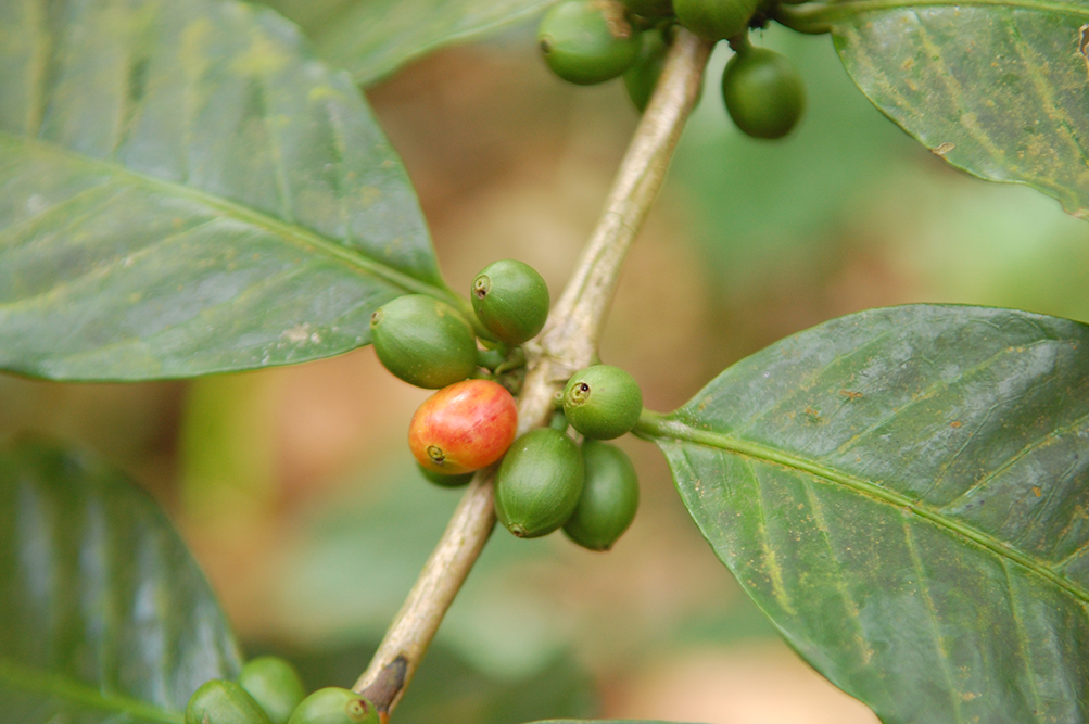  A coffee plant with cherries that are starting to ripen. 