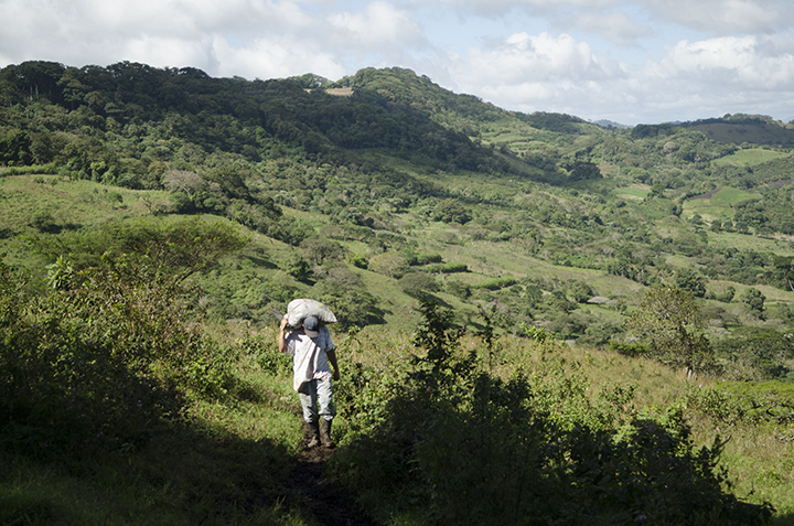  A coffee grower carries his harvest to the washing and depulping station. 