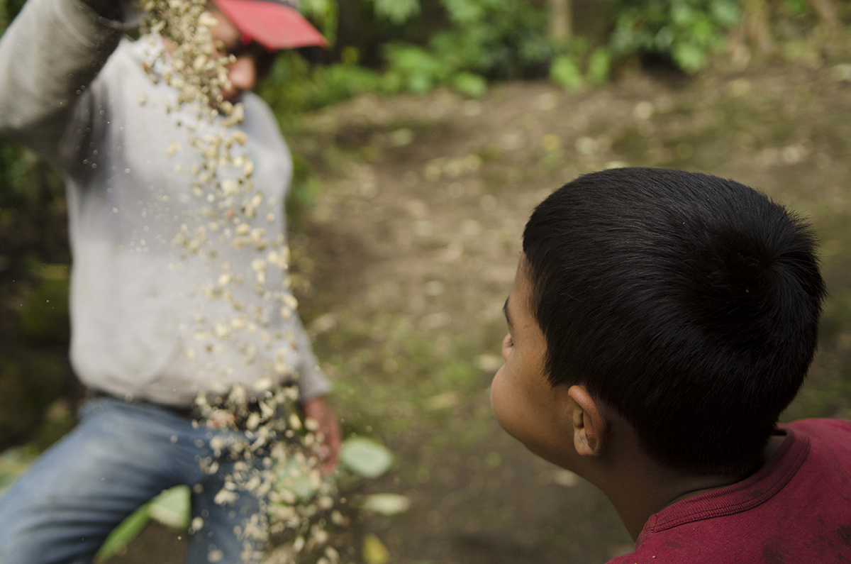   eyson Pérez pours out washed and dried coffee beans to separate them from their parchment. Freyder Gámez, his half brother, blows on them to help the parchment fly away.  
