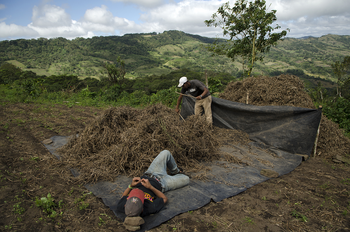  Due to the insecurity associated with growing coffee due to the rust and climate change, farmers are starting to diversify. Here, Wilder Pérez Villarreyna and his cousin Jeyson harvest black beans that Wilder will sell for additional income.&nbsp; 