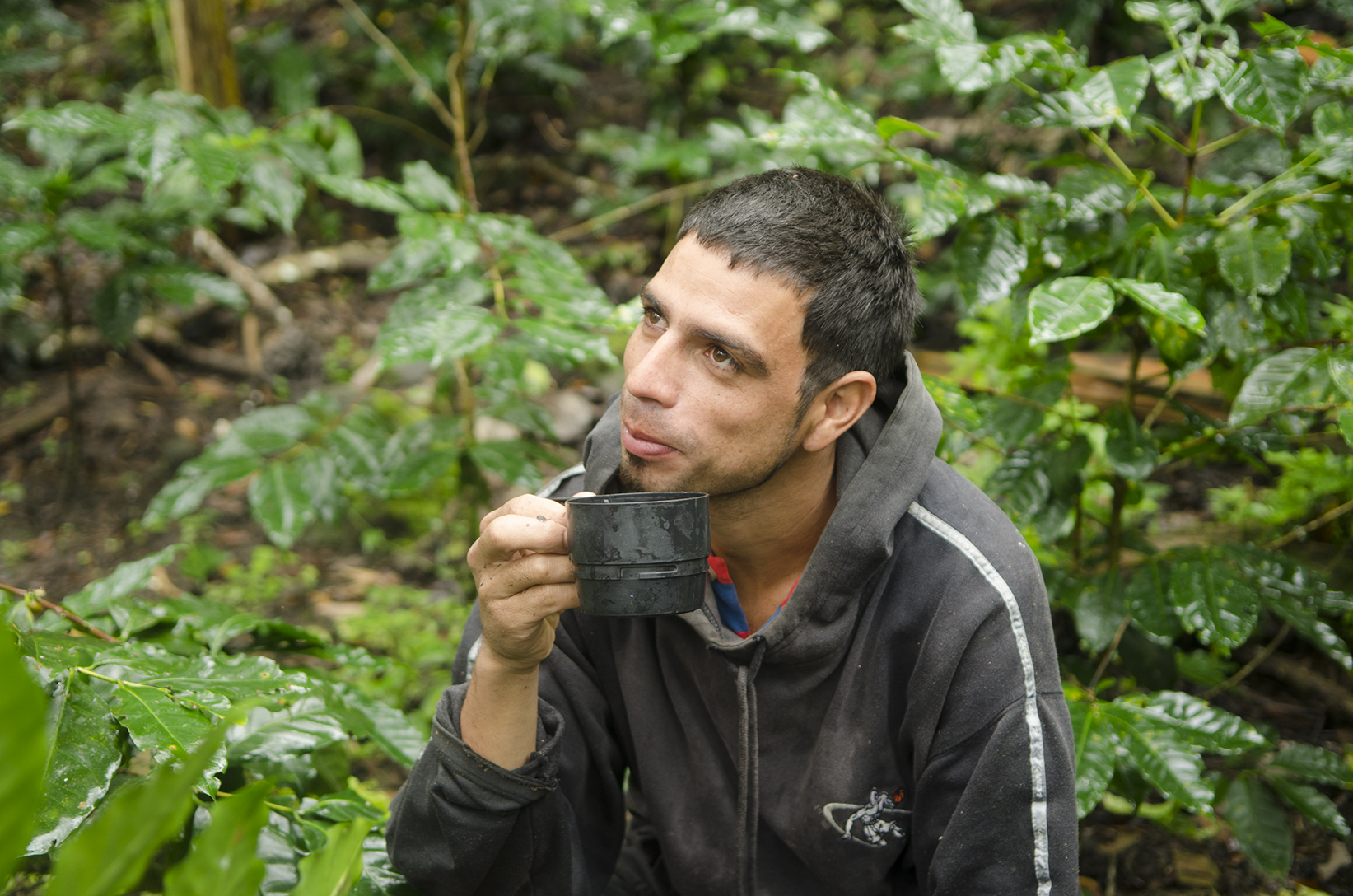  A coffee grower takes a break to drink some of his own product during the harvest. 