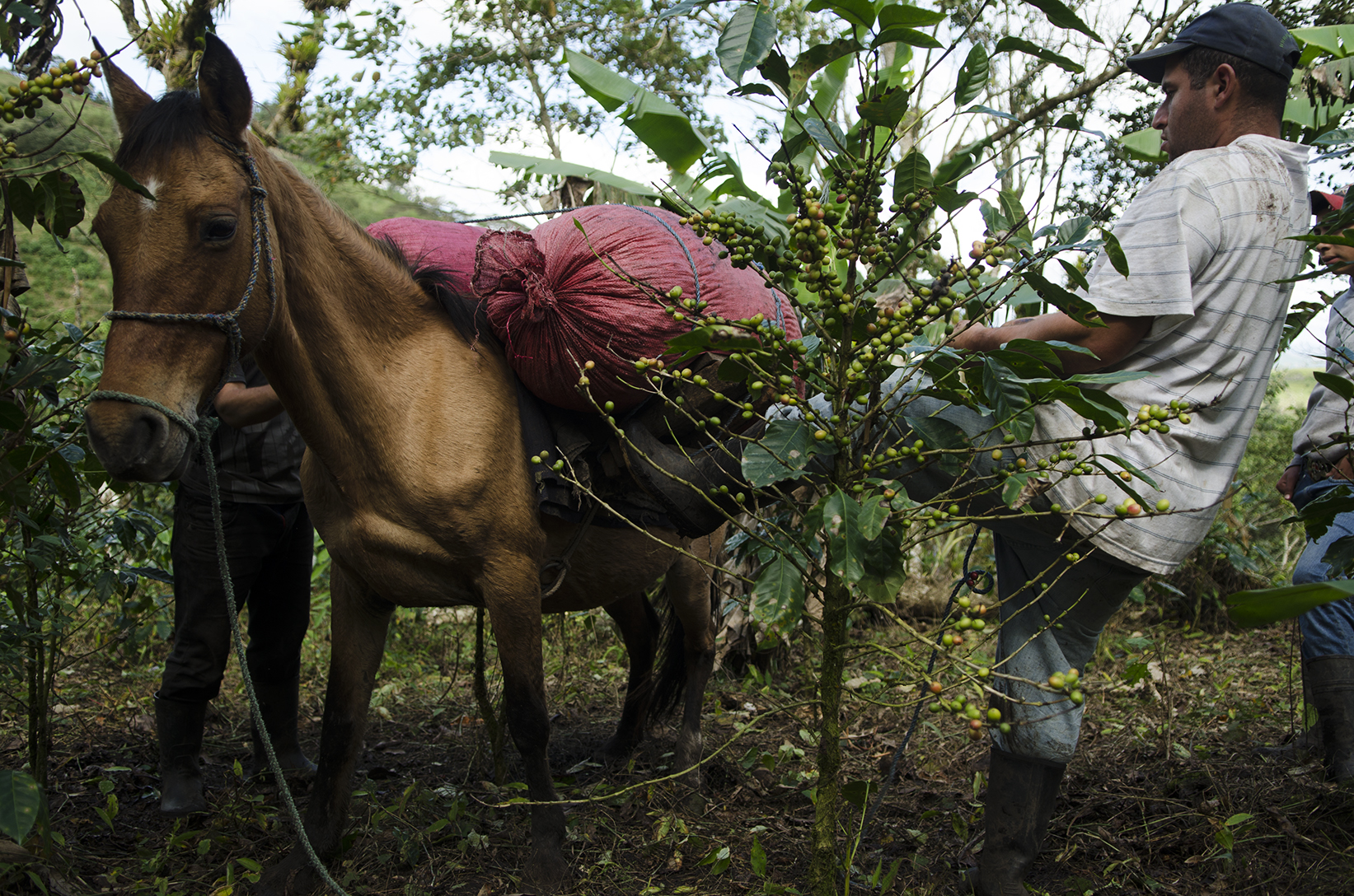  Another coffee grower loads his bags of freshly picked coffee onto a horse. 