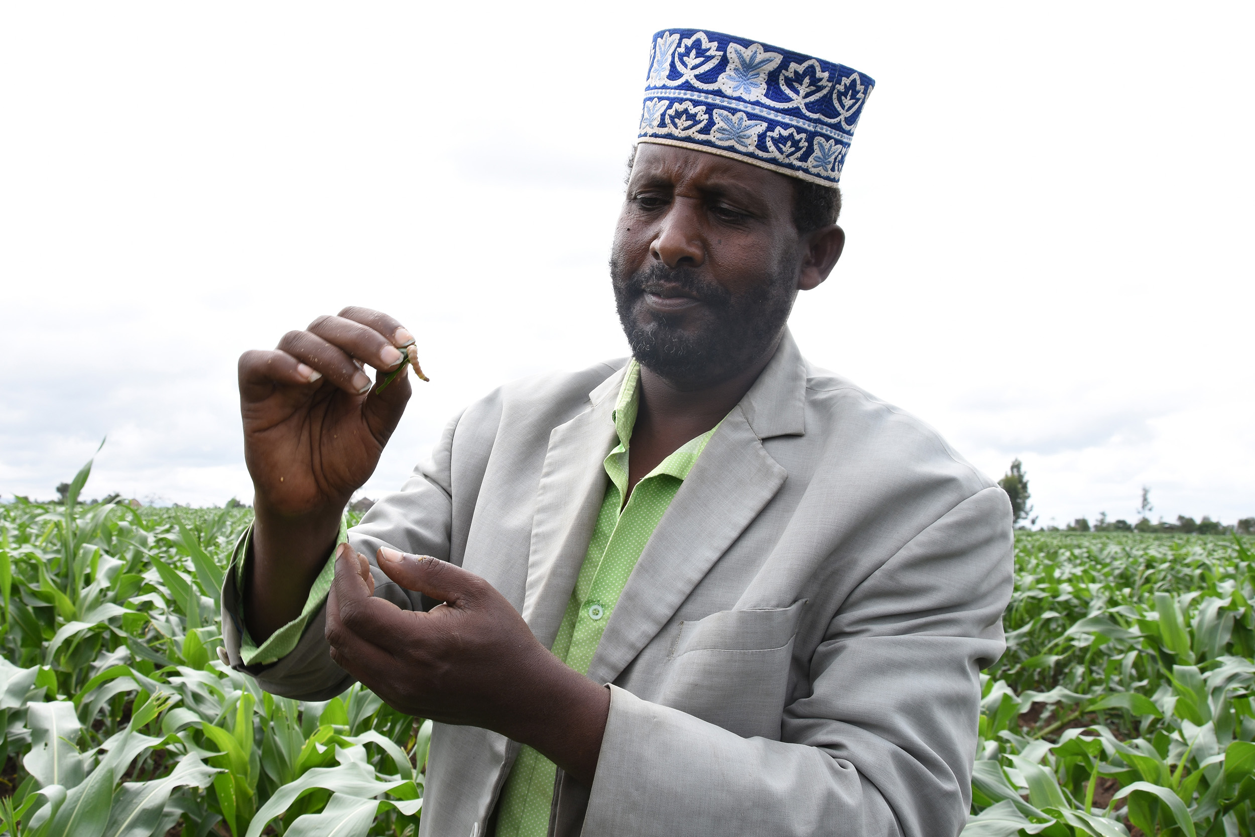  Mohamud Abdu, a farmer in Halaba, Ethiopia, holds a fall armyworm between his fingers. They are easy to find in his field and are causing a lot of damage. Spraying pesticides do not deter the fall armyworm, but the chemicals do damage the maize plan