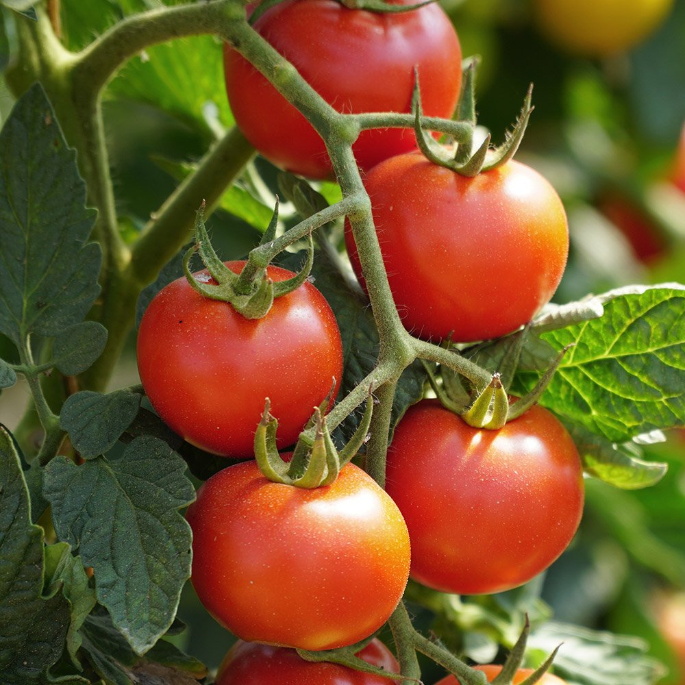 how-to-grow-tomatoes-hero.jpg