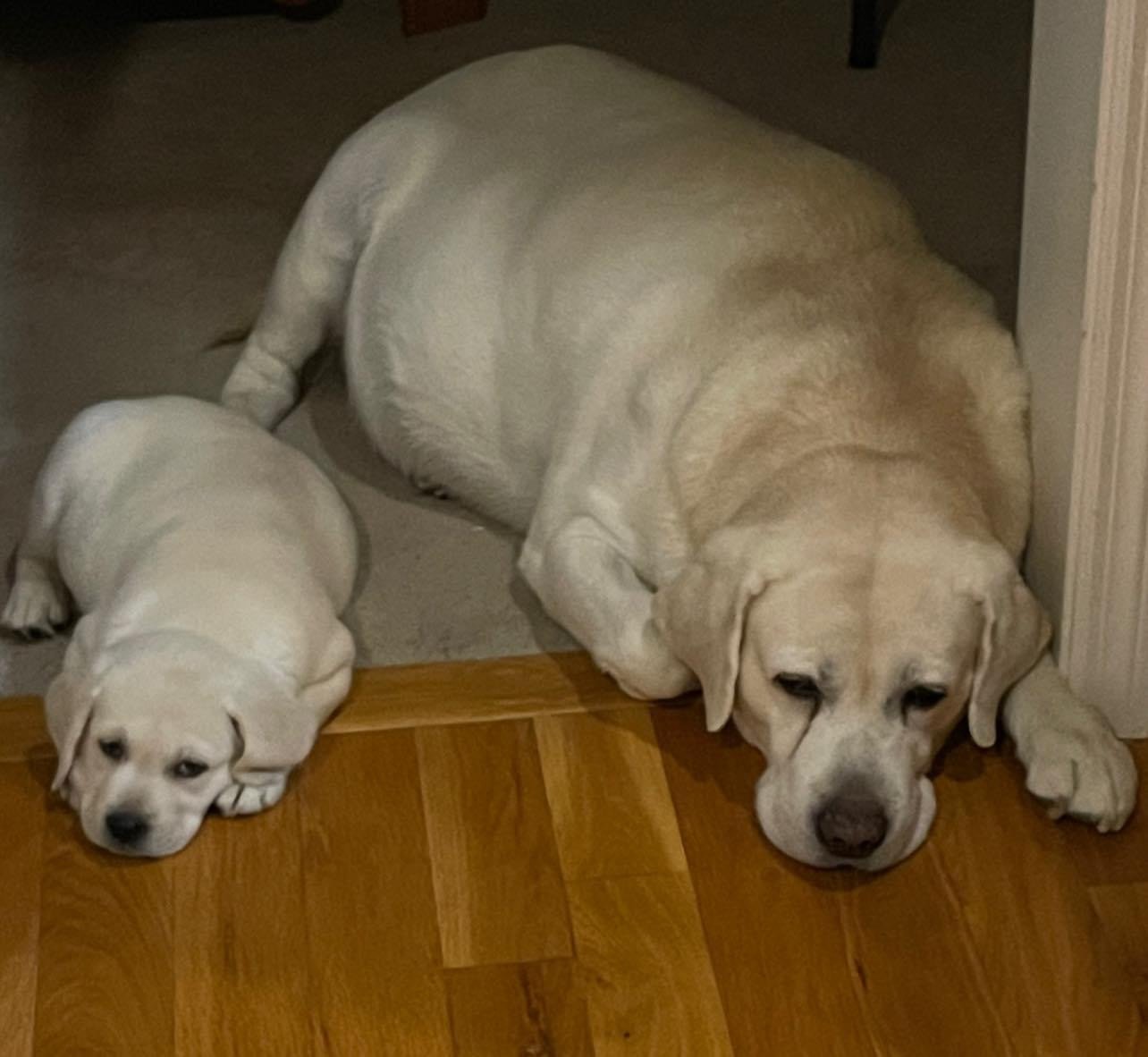 Deuce and Ace .JPG