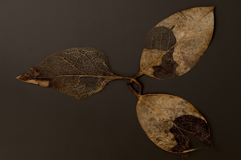 Fading into Glory series by Azadeh Ghotbi.jpg