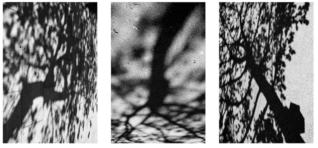 tree shadows b&w.png