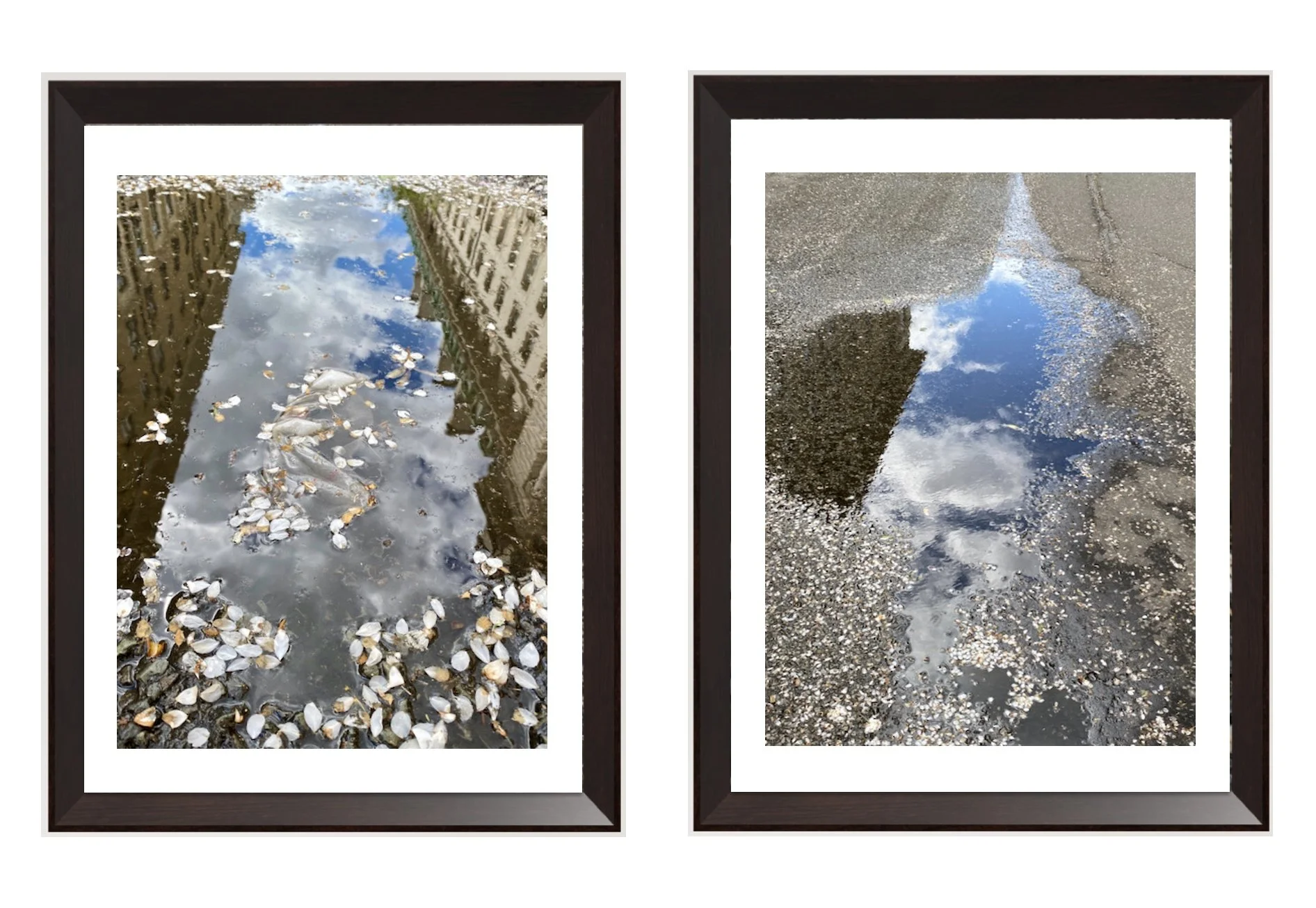   SAKURA TRAILS  is a series that subverts the traditional gaze of cherry blossom photography. While crowds flock to capture themselves by flowering trees in full, curated glory, the artist is pulled in the opposite direction. Every Spring for four y
