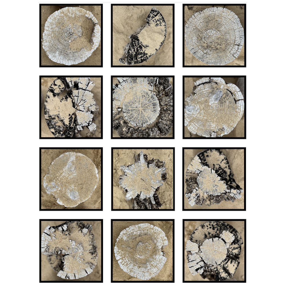 Cap Ferret _ trunks.png