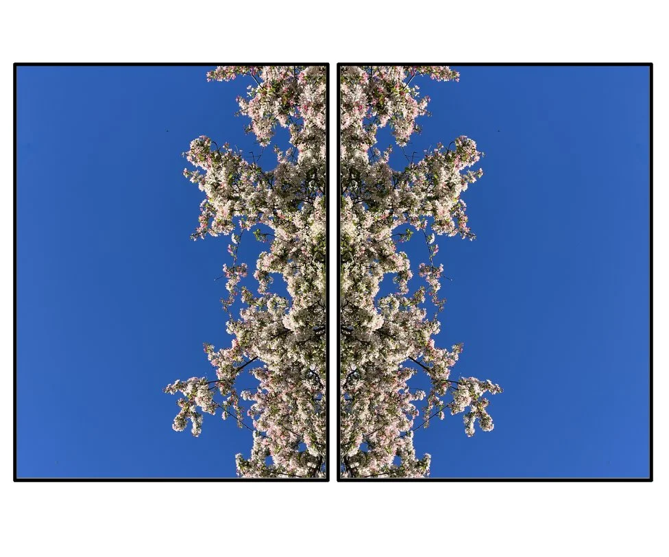 Conceived as an exploration of the cherry blossom's ephemeral life cycle, the  SAKURA  series reflects on transience as a metaphor for the increasing precarity of our natural environment. Working over many years with trees embedded within the urban 