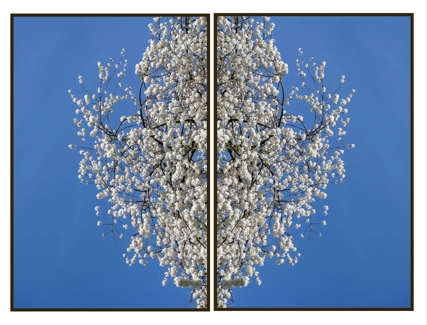 Azadeh Ghotbi - Sakura - B.jpg