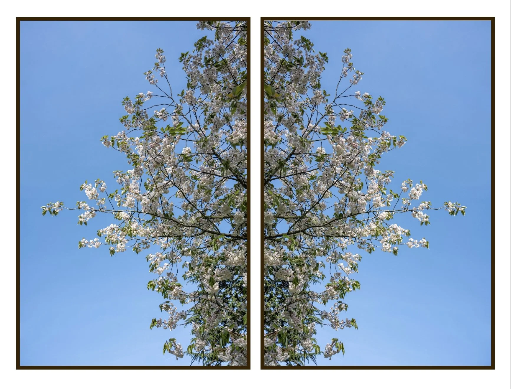 Azadeh Ghotbi - Sakura - C.jpg
