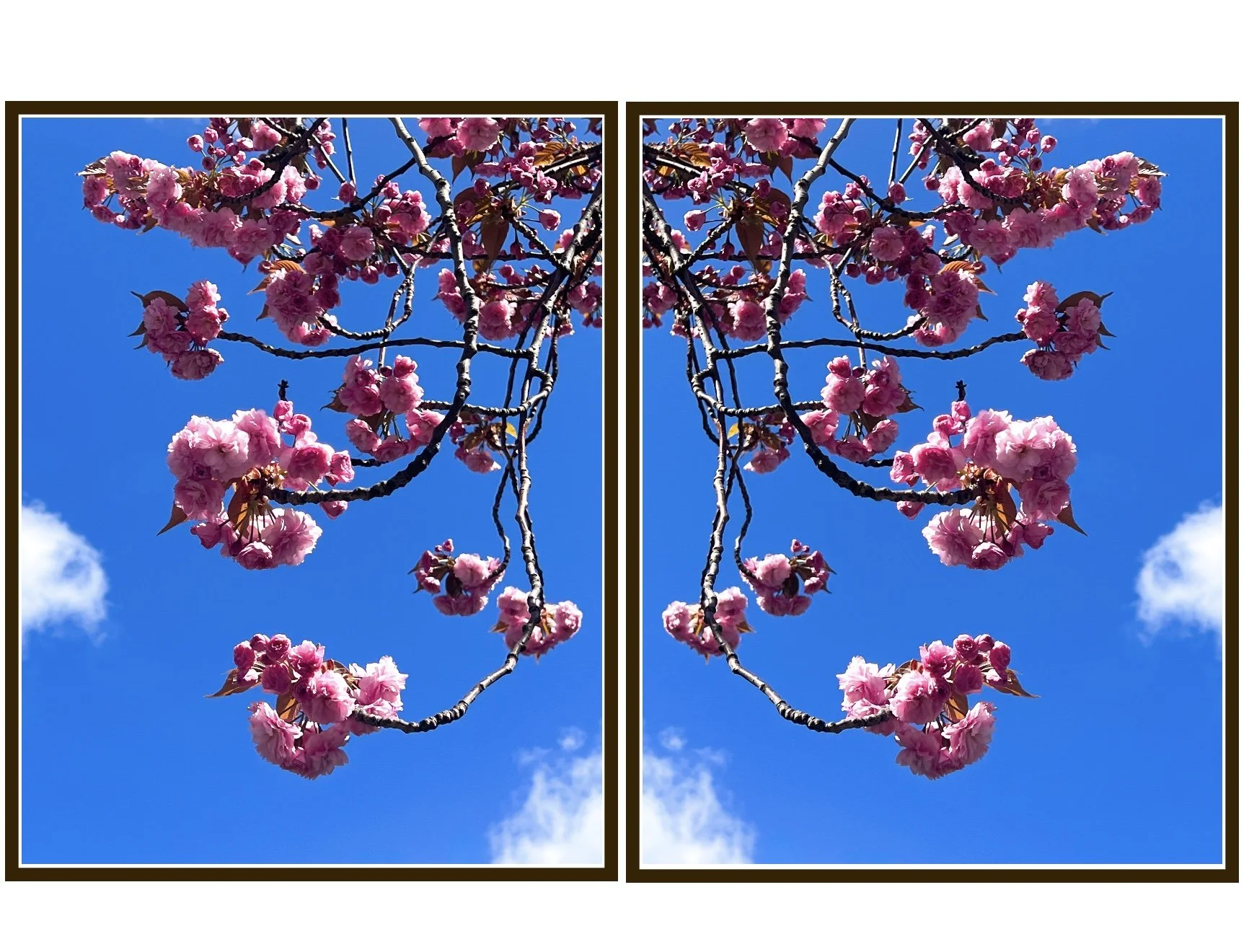 Azadeh Ghotbi - Sakura - D.jpg