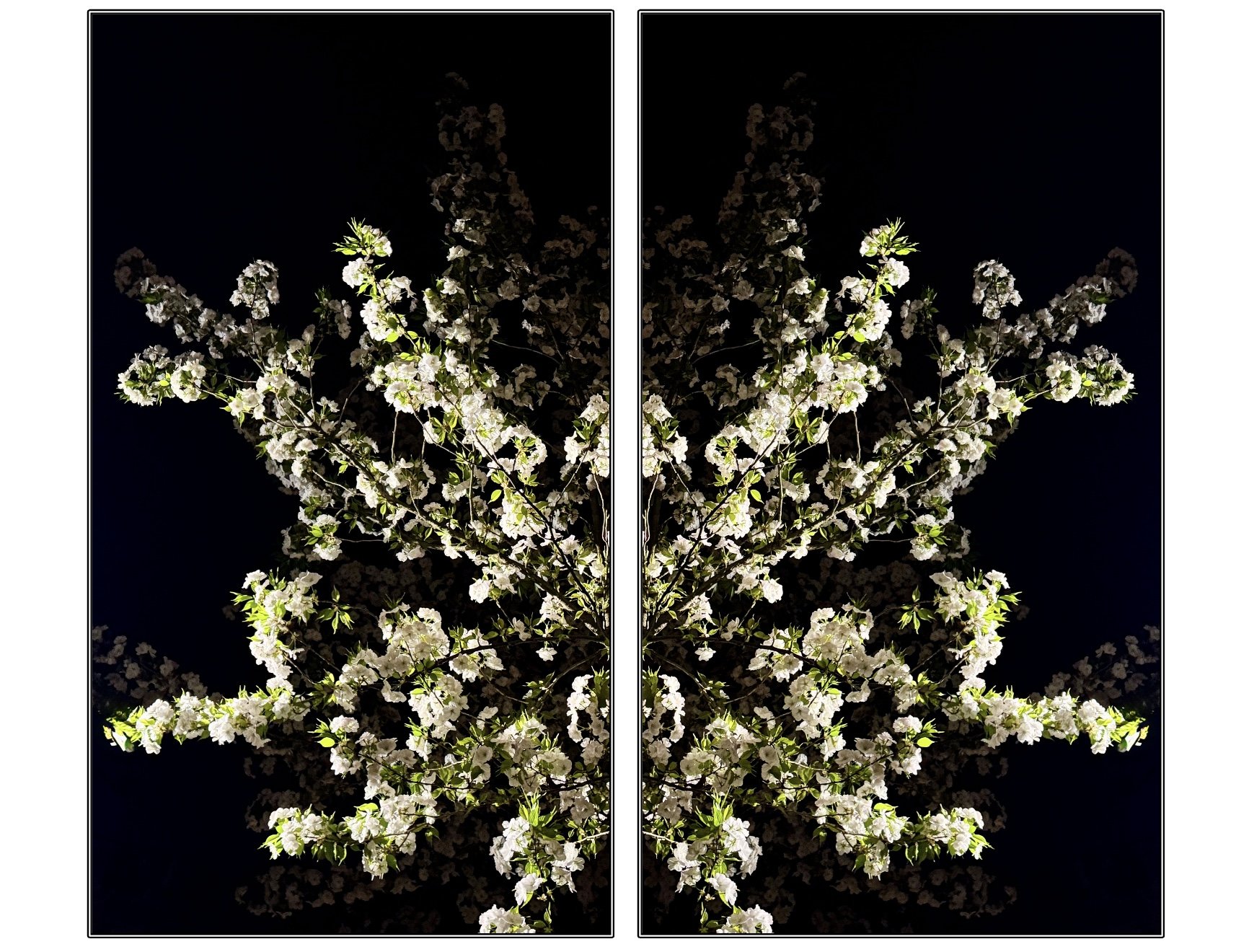 Azadeh Ghotbi - Sakura - E.jpg