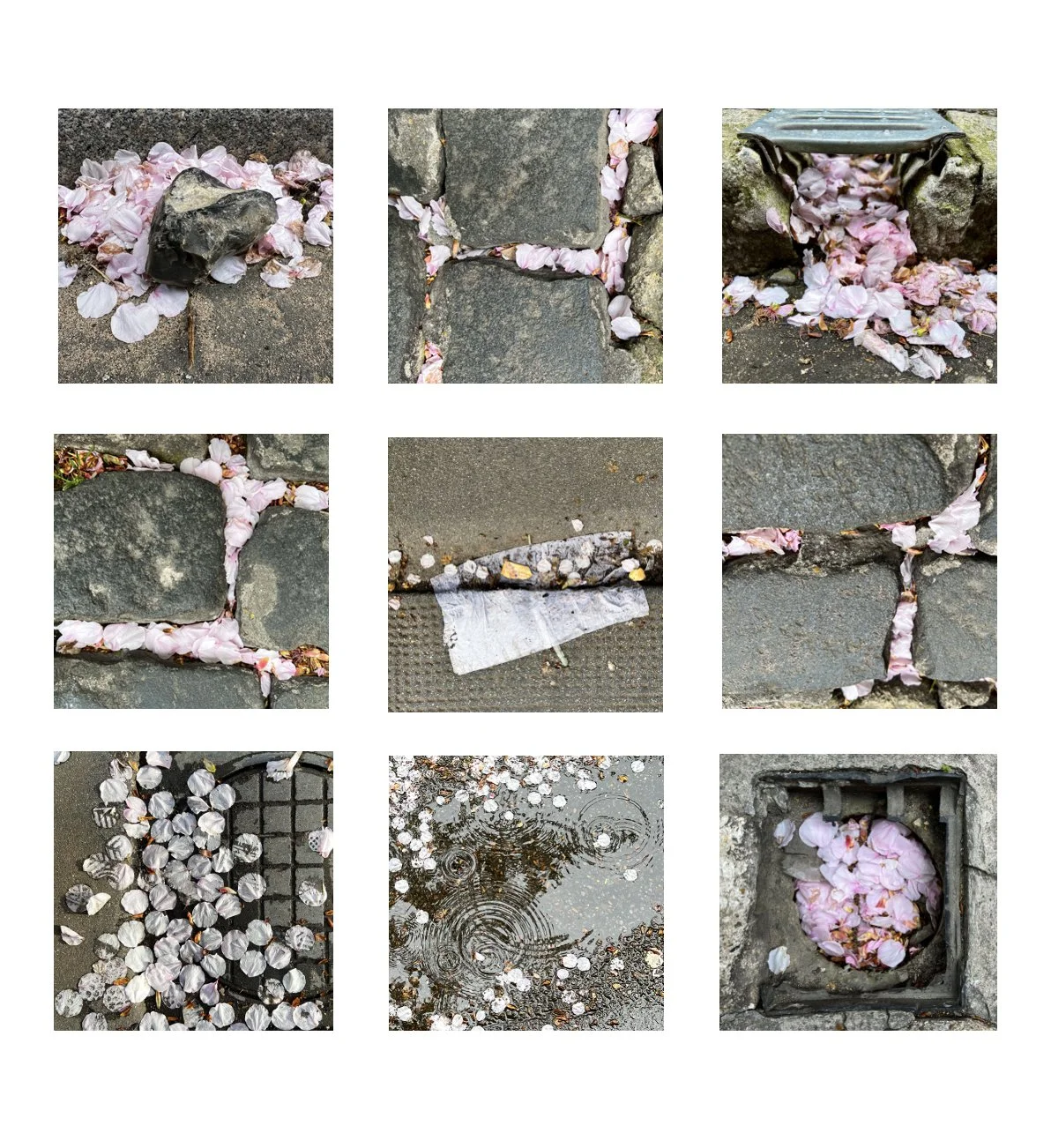 Sakura Trail quadrant.png
