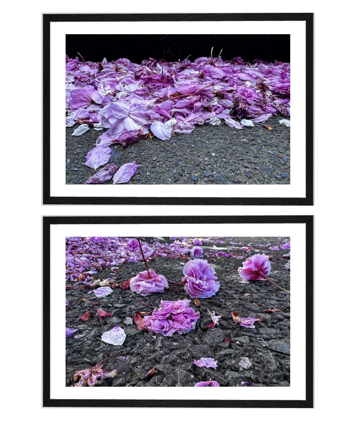 Sakura Trail diptych w macro micro flowers.jpg