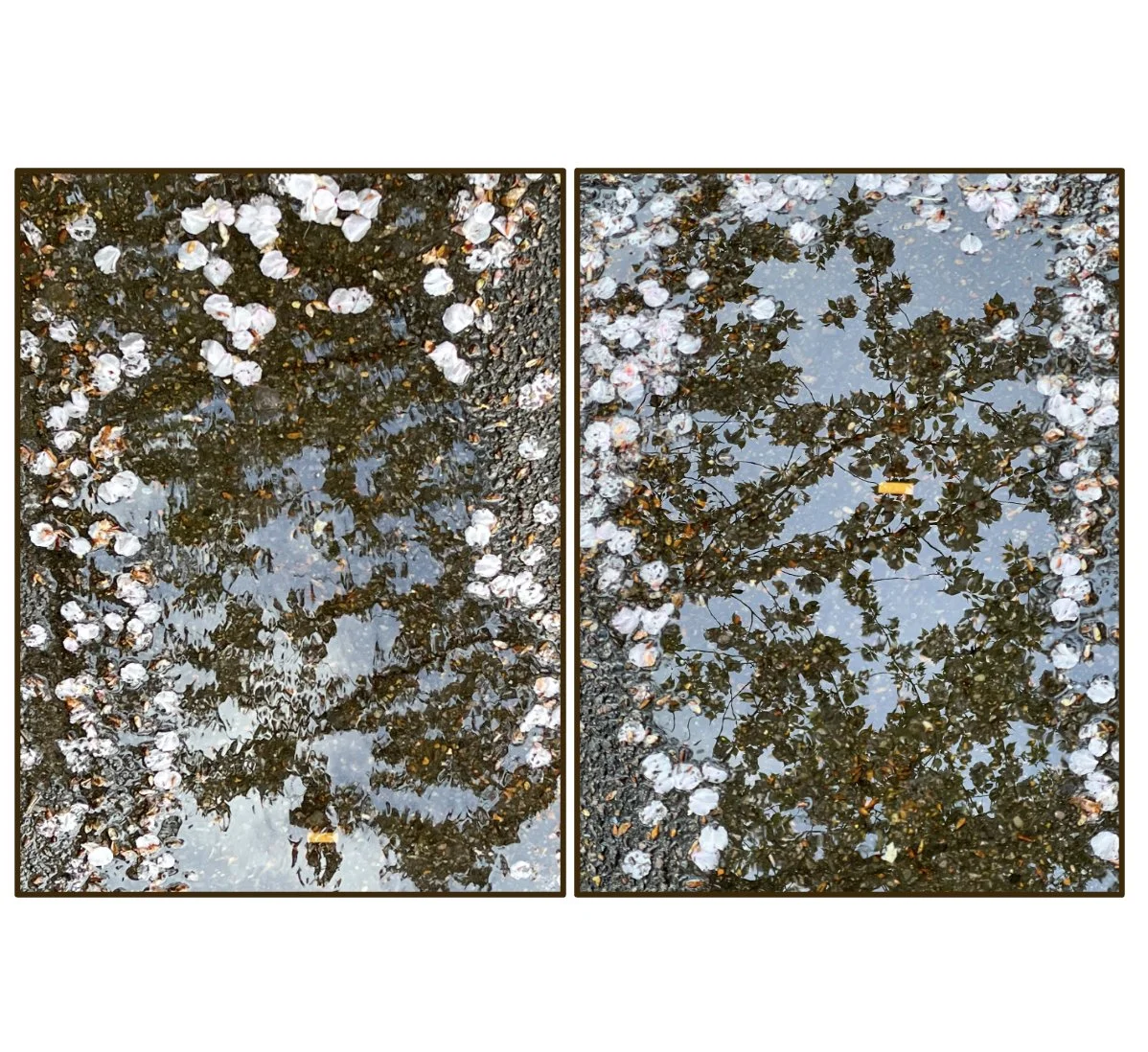 Sakura Trail diptych w water.jpg