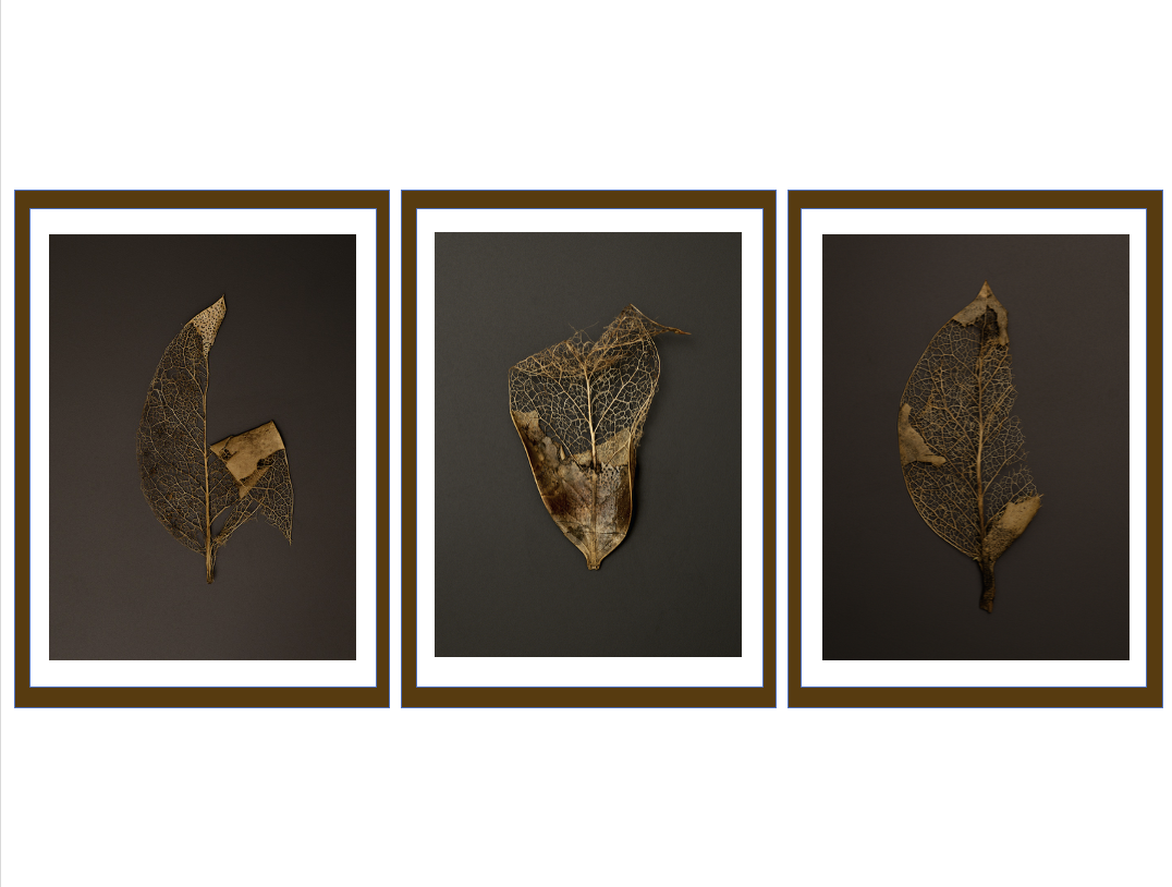 Fading into Glory single leaf triptych.png