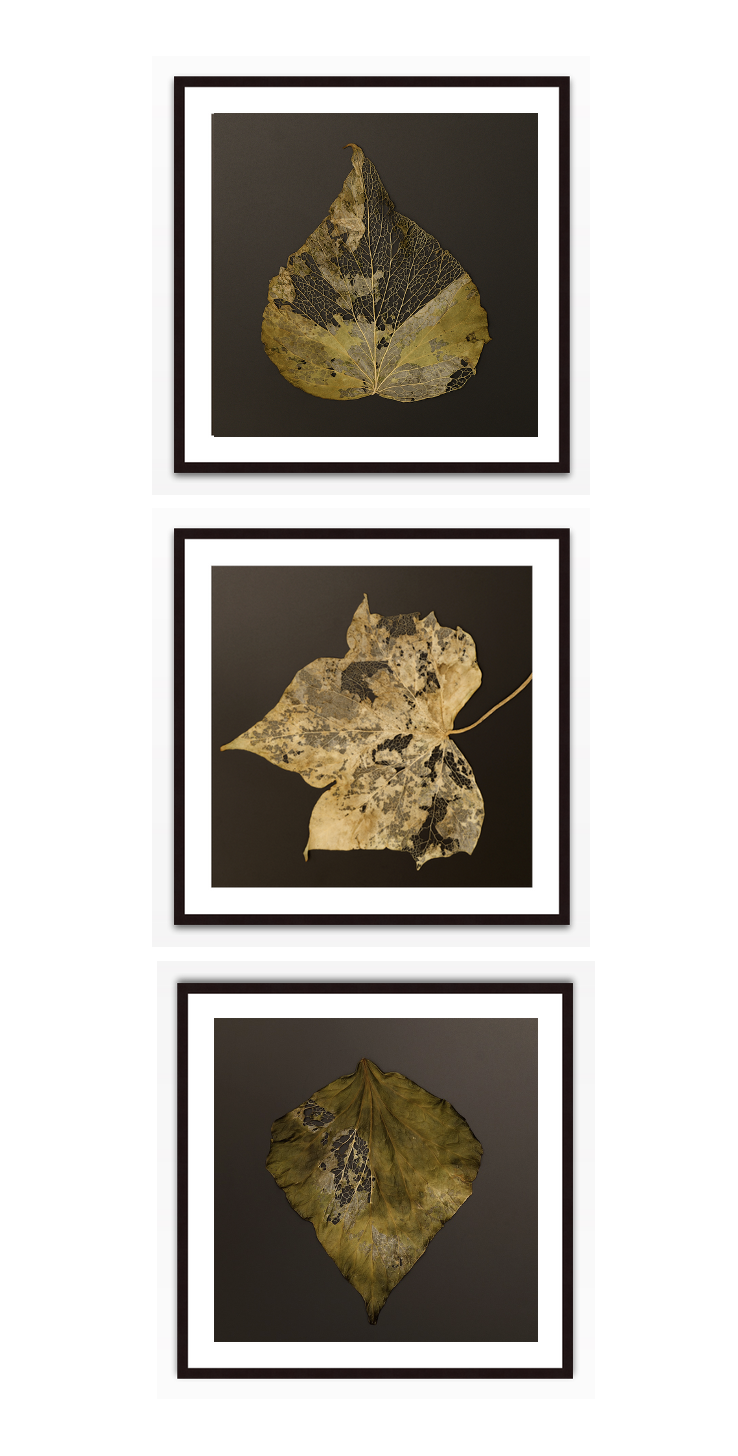 Fading into Glory other leaf triptych.png