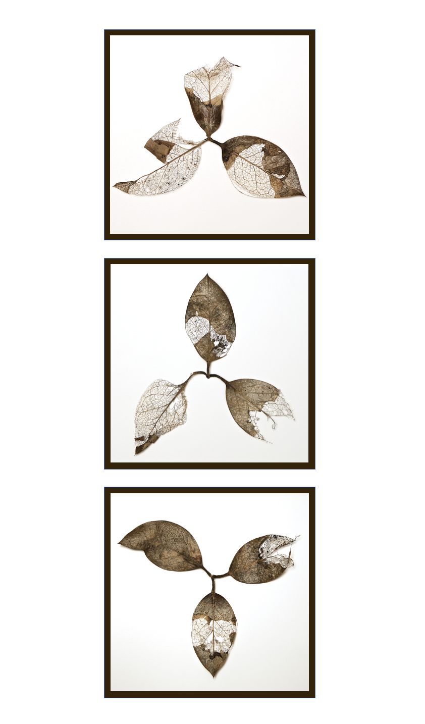 Fading into Glory trio triptych.png