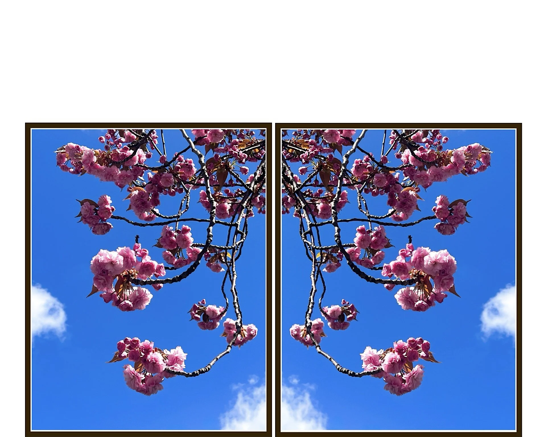  Conceived as an exploration of the cherry blossom's ephemeral life cycle, the  SAKURA  series reflects on transience as a metaphor for the increasing precarity of our natural environment. Working over many years with trees embedded within the urban 